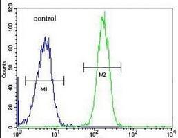 GALNT5 Rabbit Polyclonal Antibody