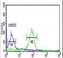 BOD1 Rabbit Polyclonal Antibody