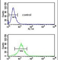 SDPR Rabbit Polyclonal Antibody