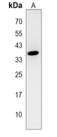 C3orf58 Rabbit Polyclonal Antibody