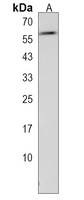 LMBR1L Rabbit Polyclonal Antibody