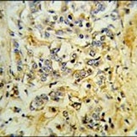 LMBR1L Rabbit Polyclonal Antibody
