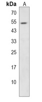 PRUNE Rabbit Polyclonal Antibody