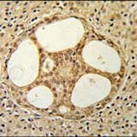 PRUNE Rabbit Polyclonal Antibody
