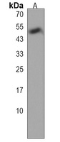 INSC Rabbit Polyclonal Antibody