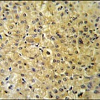 INSC Rabbit Polyclonal Antibody