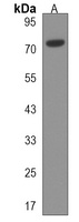 UFL1 Rabbit Polyclonal Antibody