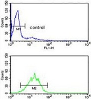 DDX17 Rabbit Polyclonal Antibody