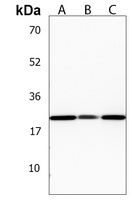 PNOC Rabbit Polyclonal Antibody