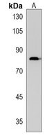 TSPEAR Rabbit Polyclonal Antibody