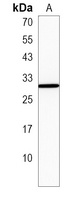 RABAC1 Rabbit Polyclonal Antibody