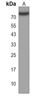 HSPA7 Rabbit Polyclonal Antibody