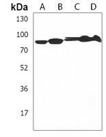 SCAP Rabbit Polyclonal Antibody