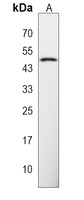 NME7 Rabbit Polyclonal Antibody