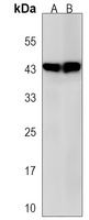 GNA12 Rabbit Polyclonal Antibody