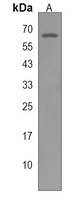 MARS2 Rabbit Polyclonal Antibody