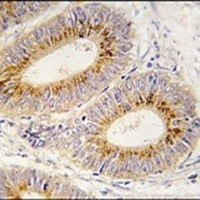MARS2 Rabbit Polyclonal Antibody