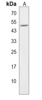 BPIFB2 Rabbit Polyclonal Antibody