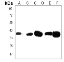 EN1 Rabbit Polyclonal Antibody