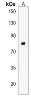 CASC3 Rabbit Polyclonal Antibody