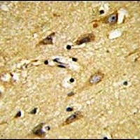MOBP Antibody