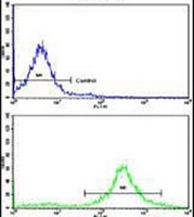 MOBP Antibody