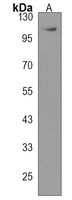 NPEPPS Antibody