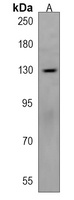 MAGEL2 Rabbit Polyclonal Antibody