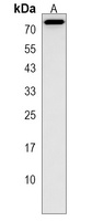 NDNF Rabbit Polyclonal Antibody