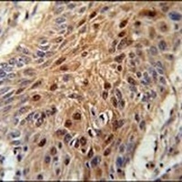 NDNF Rabbit Polyclonal Antibody