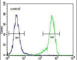 NDNF Rabbit Polyclonal Antibody
