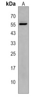 ZNF385B Rabbit Polyclonal Antibody