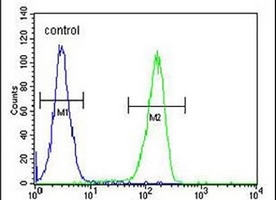 KCT2 Rabbit Polyclonal Antibody