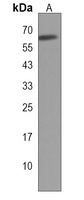FBXO9 Rabbit Polyclonal Antibody