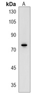 SPATA13 Rabbit Polyclonal Antibody