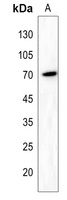 RAB11FIP5 Rabbit Polyclonal Antibody