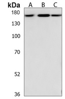RAPGEF2 Rabbit Polyclonal Antibody