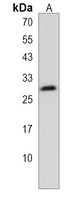 Neurogenin 2 Rabbit Polyclonal Antibody