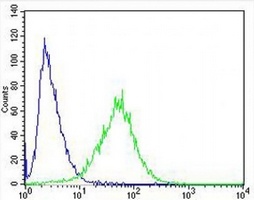 FAM168B Rabbit Polyclonal Antibody