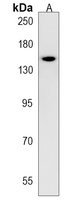 PTP zeta Rabbit Polyclonal Antibody