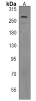 ABCA2 Rabbit Polyclonal Antibody