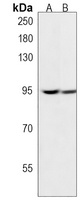 KDM1B Antibody