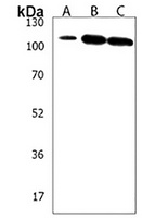 SKOR2 Rabbit Polyclonal Antibody