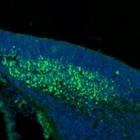 SKOR2 Rabbit Polyclonal Antibody