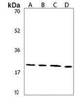HES5 Rabbit Polyclonal Antibody