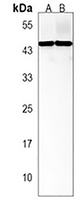 TRAPPC13 Rabbit Polyclonal Antibody