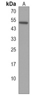 ZNF830 Rabbit Polyclonal Antibody