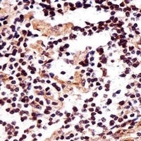 IZUMO2 Rabbit Polyclonal Antibody