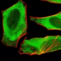 XAF1 Rabbit Polyclonal Antibody