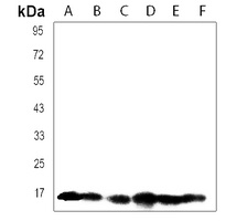 FXYD6 Rabbit Polyclonal Antibody